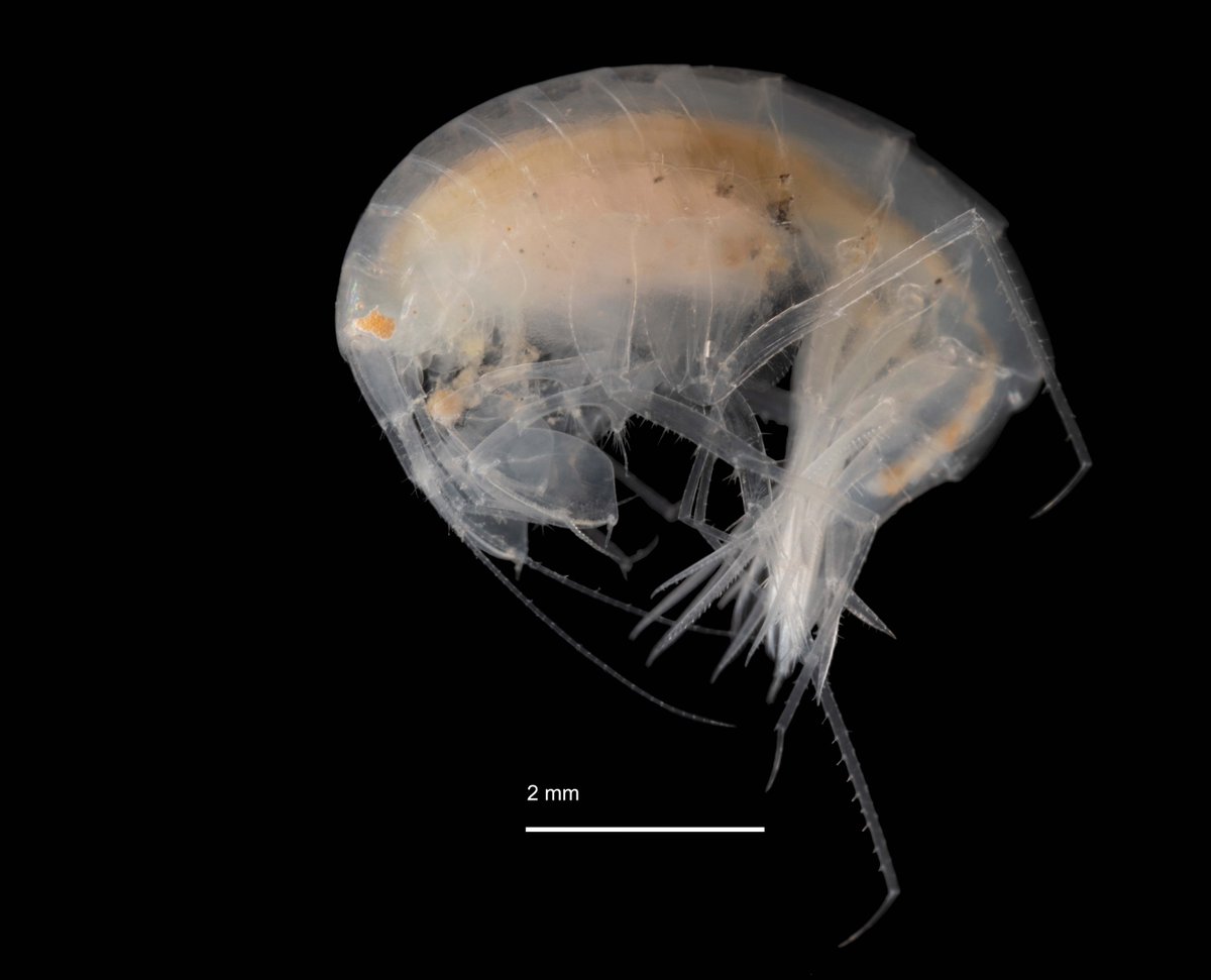 pansdamen's tweet photo. The #AleutBio expedition is nearing its end, Ania and present our last blog - #AleutianTrench is #deepsea #amphipod heaven! Check out all the other blogs from our expedition as well - english&german language. https://t.co/ug0YX7zpzh @geobiodiversity @tammy_horton @hardbunnsfauna https://t.co/bWKX4V0US8