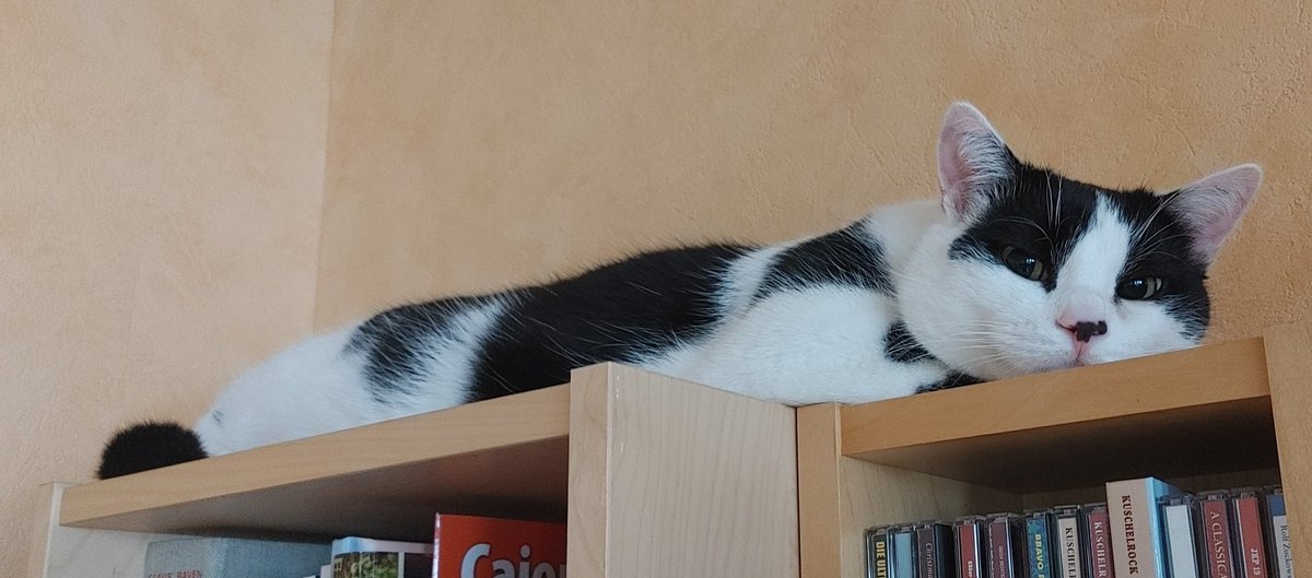 Montagmorgen (Symbolbild). Habt trotzdem einen schönen Start in die Woche. Ich glaub hier ist erst noch eine große Portion Flausch notwendig.