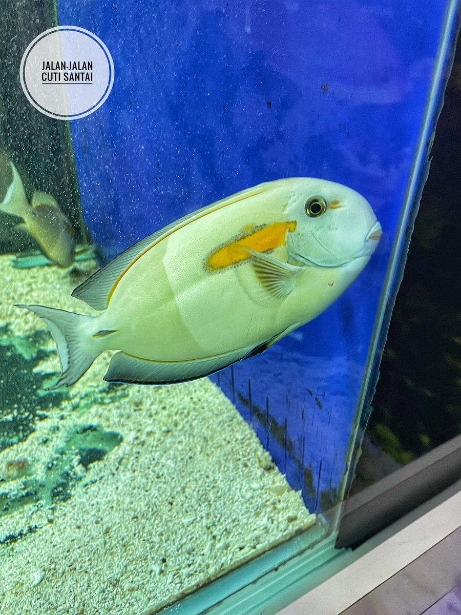JalanCutiSantai's tweet photo. Tarikan terbaru Aquarium dengan pelbagai jenis ikan dekat Port Dickson, Negeri Sembilan!

Masuk adalah Percuma weh!

Salah satu tempat pelancongan dan menarik di Port Dickson yang tak ramai tahu, Sesuai bawa anak-anak ke sini.

📍Galeri Pusat Ikan Hiasan Marin Port Dickson https://t.co/xXnBiTW47i