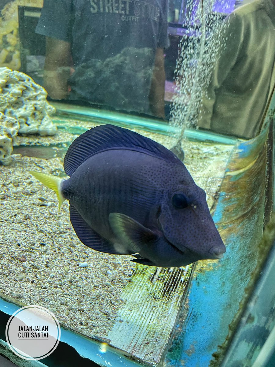 JalanCutiSantai's tweet photo. Tarikan terbaru Aquarium dengan pelbagai jenis ikan dekat Port Dickson, Negeri Sembilan!

Masuk adalah Percuma weh!

Salah satu tempat pelancongan dan menarik di Port Dickson yang tak ramai tahu, Sesuai bawa anak-anak ke sini.

📍Galeri Pusat Ikan Hiasan Marin Port Dickson https://t.co/xXnBiTW47i