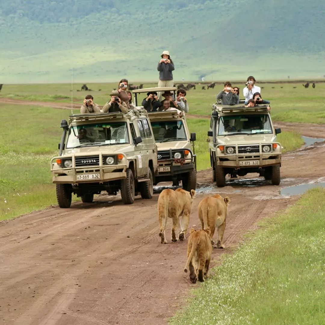 shukrani tours and safaris (@shukranisafaris) on Twitter photo If I have ever seen magic, it has been in Africa.”
For booking Africa safari and more information:-
Contact:info@shukranisafari.co.tz
watsup:+255622068069
Website:shukranisafari.co.tz
#NaturePhotography #Travel #Africa #Safari #Dubai If I have ever seen magic, it has been in Africa.”
For booking Africa safari and more information:-
Contact:info@shukranisafari.co.tz
watsup:+255622068069
Website:shukranisafari.co.tz
#NaturePhotography #Travel #Africa #Safari #Dubai