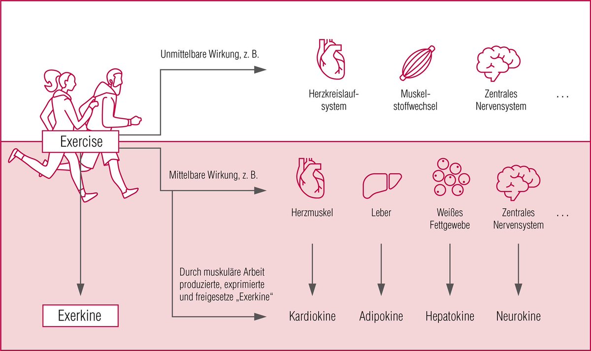 Muskuläre Arbeit produziert „Exerkine“. ⁦@DVGS_eV⁩