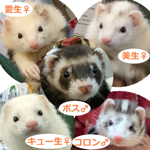 Crazy for ferrets tweet media