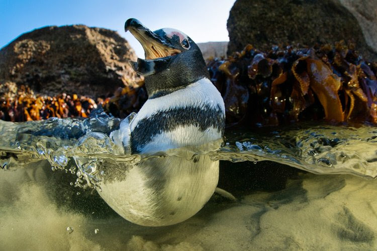 Lynn Chateau (@lynnchateau) on Twitter photo 'Peregrine' The Penguin: "Yes it is the start of a brand new week! Have fun, everyone!" (📸 Photo credit belongs to © <a href="/DmitryKokh/">Dmitry Kokh</a> Wildlife & Underwater Photography.) 'Peregrine' The Penguin: "Yes it is the start of a brand new week! Have fun, everyone!" (📸 Photo credit belongs to © <a href="/DmitryKokh/">Dmitry Kokh</a> Wildlife & Underwater Photography.)