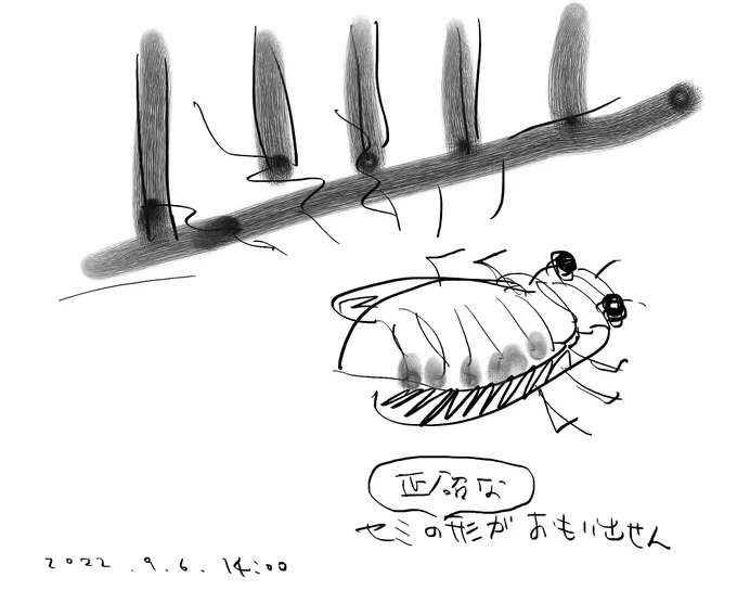 朝食を終えたところで、外からとっても大きな蝉の声が聞こえてきたので妻がベランダで確認してみたら

蝉が 仰向けになった状態で鳴いていた・・・

(蝉は空洞になったお腹を震わせて鳴く←仰向け←音源が直接上を向いている) 