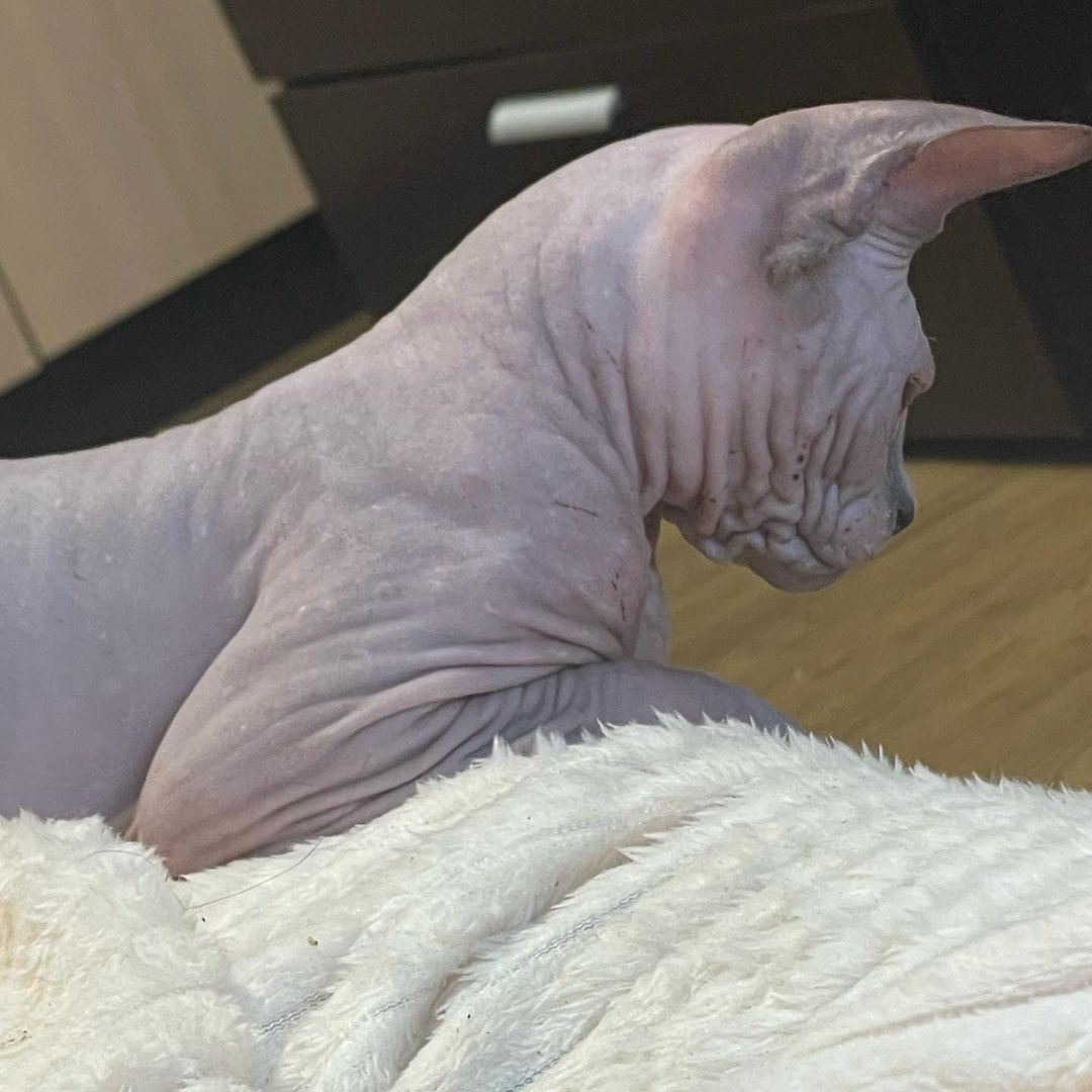 MinkSphynx's tweet photo. Thinking about life in general
#sphynxoftwitter #egiptiancat #uniquebreed #canadiancat #catsincanada https://t.co/O3Rl4Qvq48