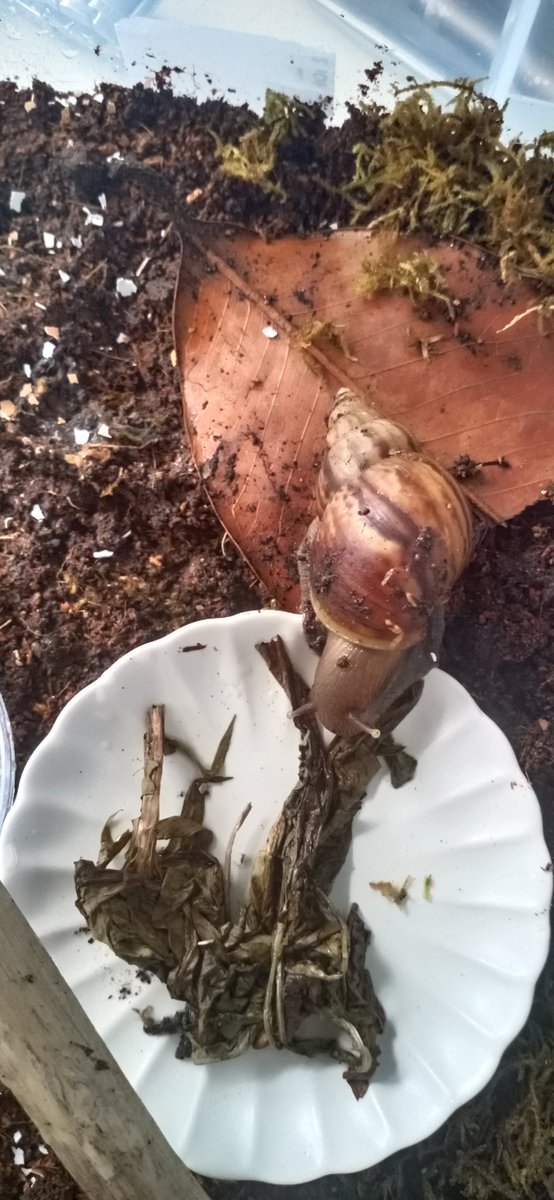 bodowhale's tweet photo. Wow Mimpi had me worried cos for the past couple of days he was hiding inside the shelter. Thought the humidity was too low and he went into sleep mode. Cleaned his enclosure and found that he isn't sealed up! Sorry to wake you buddy. Enjoy the rehydrated dandelion leaves 😘🐌 https://t.co/4ty8AwYnKf
