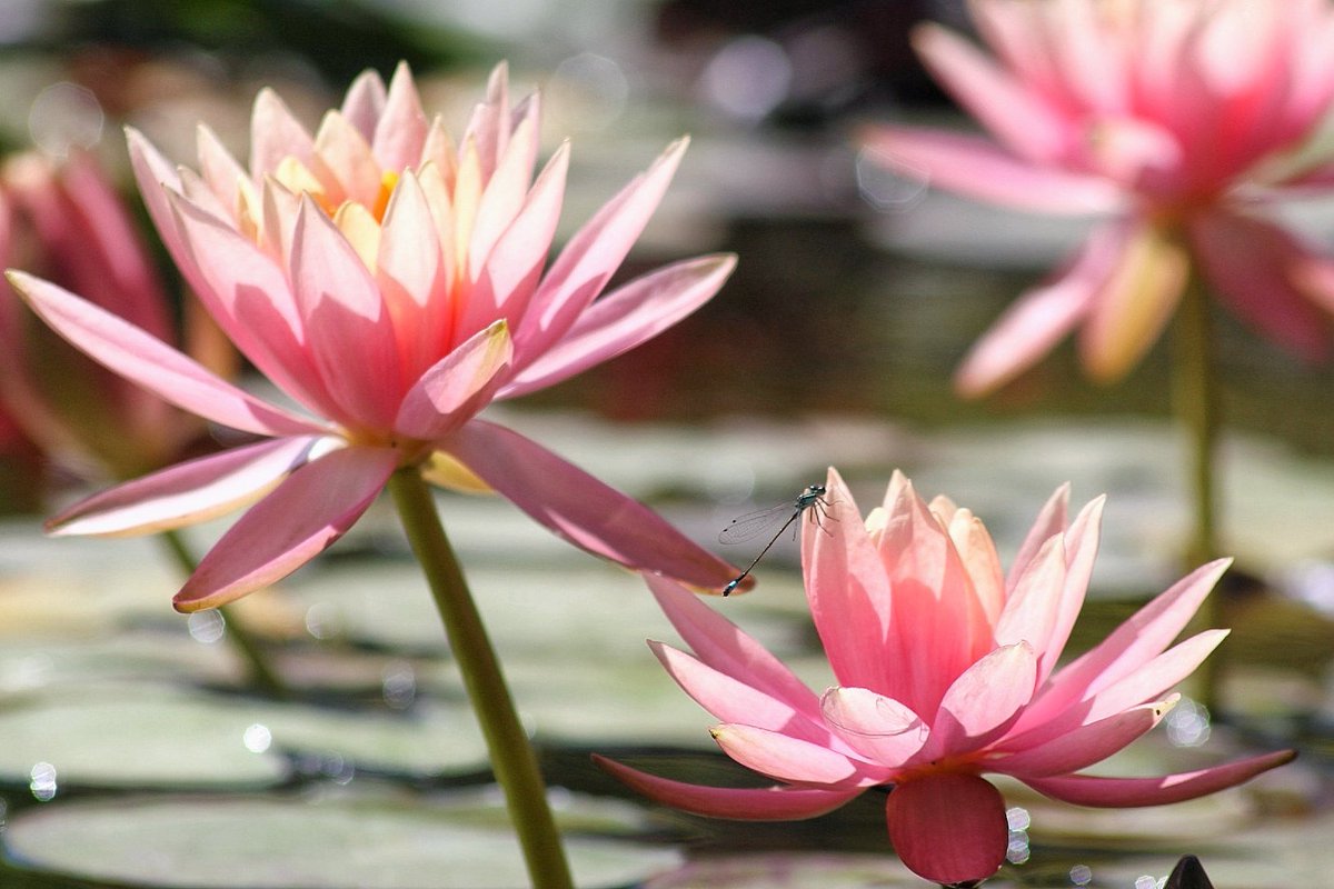 Noah_G_Snaps's tweet photo. @JBPeterson2007 Oxford botanical gardens :) https://t.co/BYMWXCK2rf