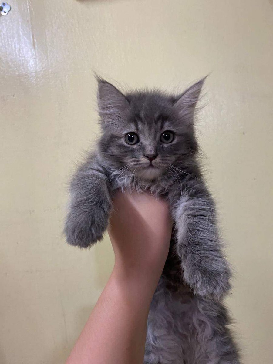 noroomforweak's tweet photo. Persian Cat 4 months
Dm me if interested. https://t.co/FIucI96T5m