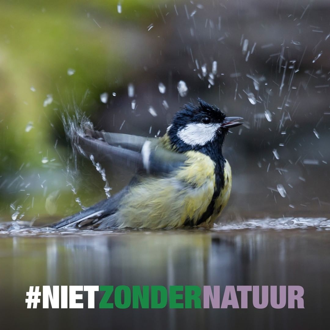 We kunnen #nietzondernatuur. De natuur geeft ons alles wat wij mensen nodig hebben. Daarom roepen wij, namens miljoenen NLers, het kabinet op te bouwen aan een toekomst met ruimte voor natuur. Deel dit bericht en laat weten wat natuur voor jou betekent 💚 bit.ly/3CYoXpx