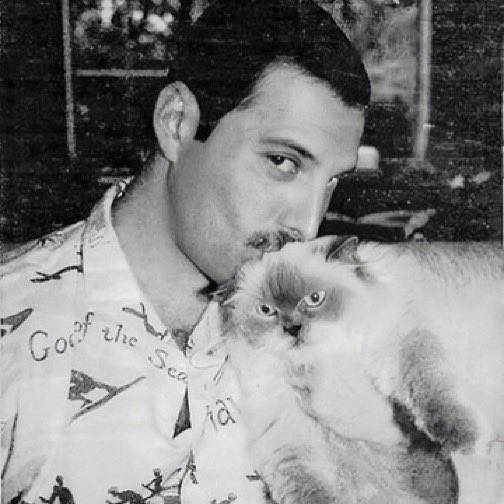 Happy birthday to Freddie Mercury  here s some photos of him with cats. 