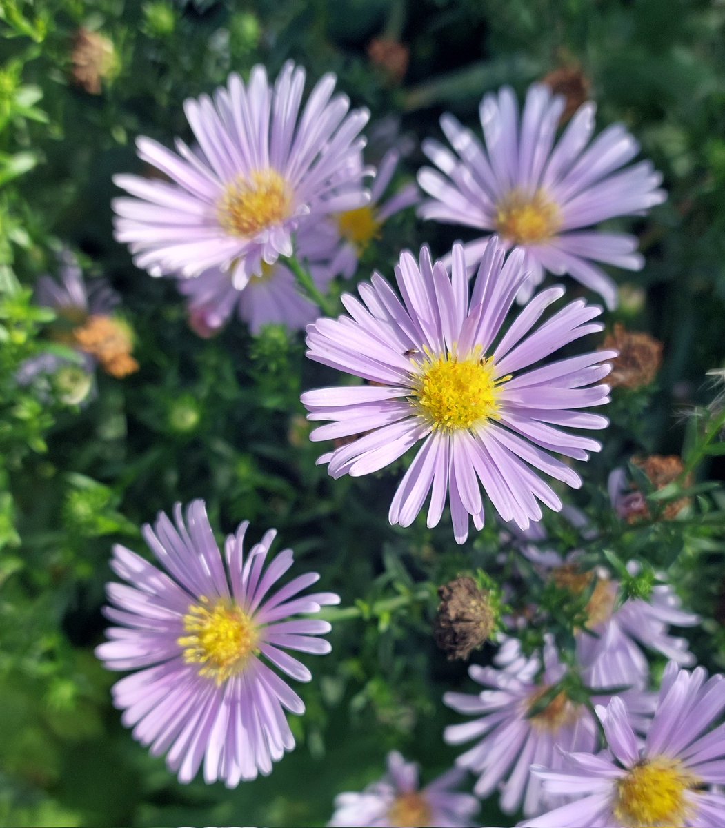 PlantPref's tweet photo. This might not look that interesting but I'm impressed with Symphyotrichum graetae. Only 40-50cm tall and in flower for some weeks already, the flowers 40-50mm across. No mildew!
#aster #symphyotrichum #symphyotrichumgraetae #prairieplants #peatfree #wildcollection #nextyear https://t.co/elHJ1vr0za