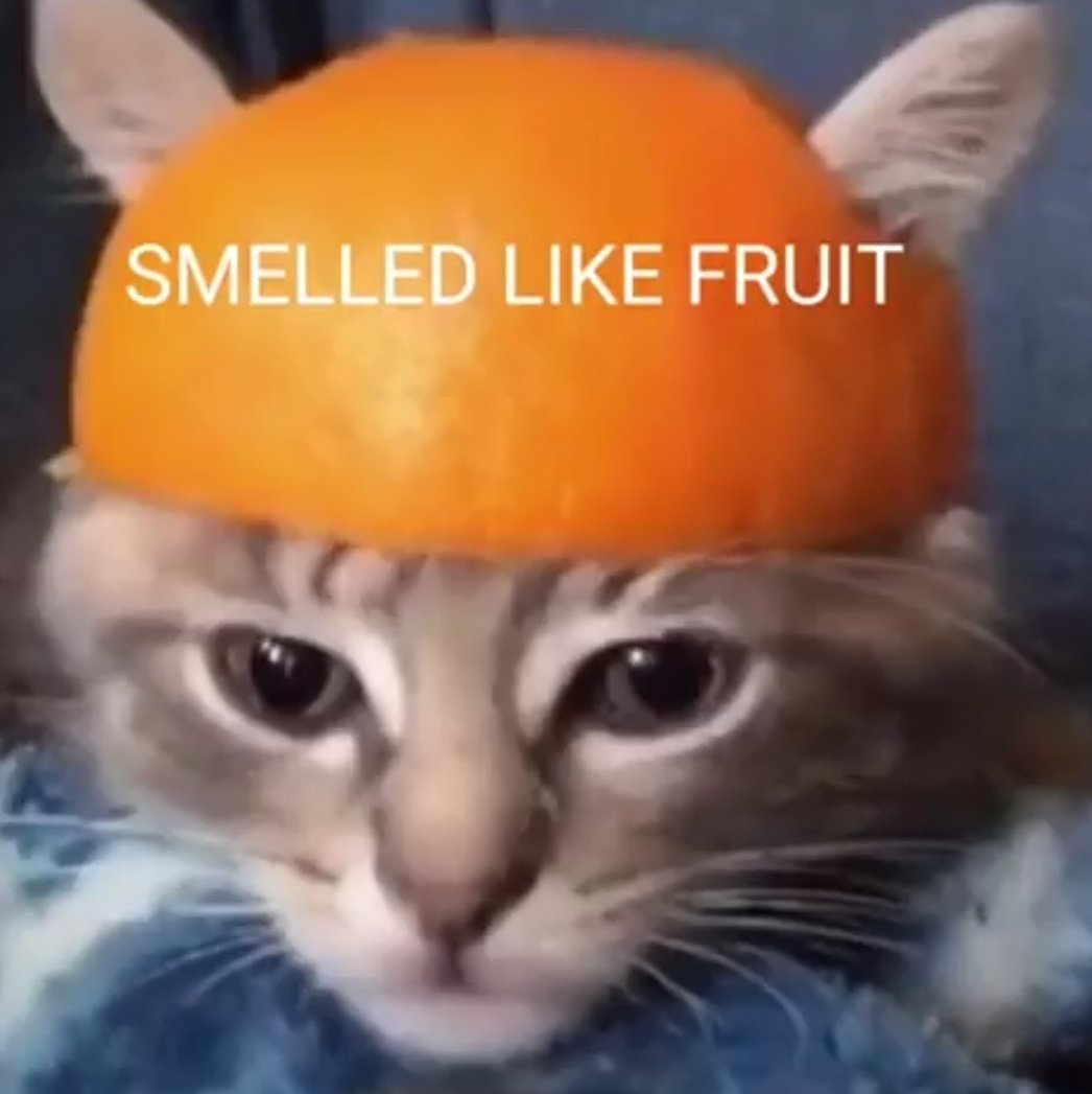 Nikas369's tweet photo. funy twit ahahhahahahahahha funi cat https://t.co/LpQJ2X2CgW