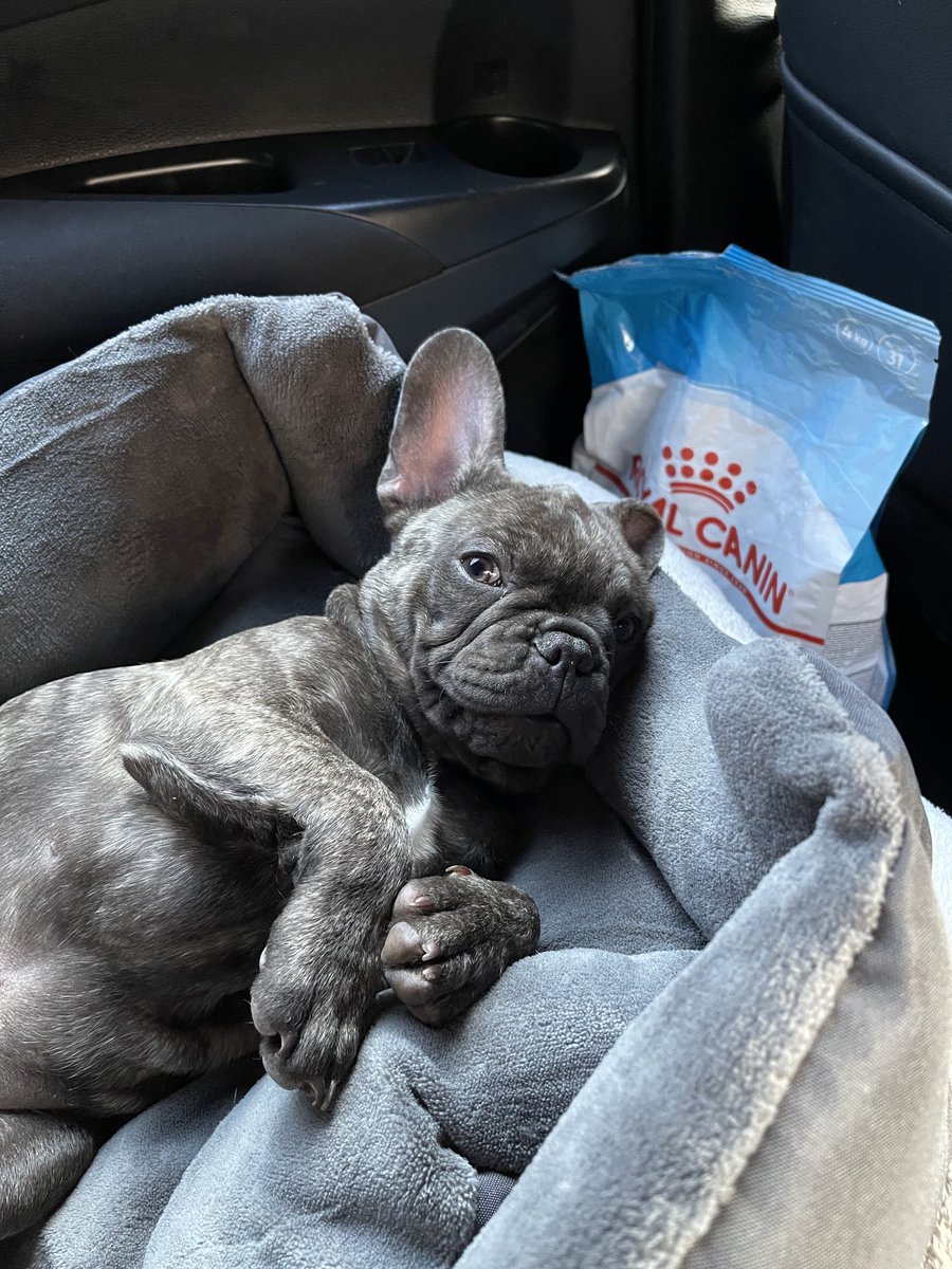 thecheesygrin's tweet photo. New member of the family 😃 https://t.co/77yzCcNvTe