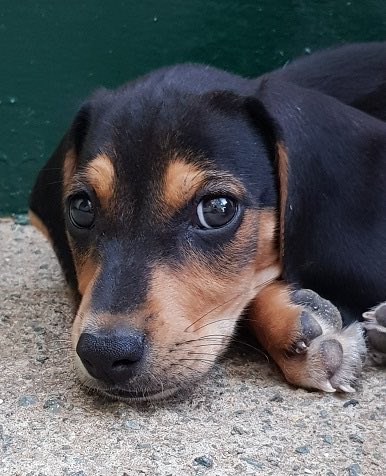 VERY HAPPY TO ANNOUNCE THAT THE 2 FEMALE PUPS HAVE NOW SECURED HOMES IN THE UK
MADRE THE MUM AND 5 BOYS NOW NEEDING HOMES SO PLEASE RETWEET #adoptme #DogsOnTwitter #RescueDogs 
All their info is on our website cypruspridehouse.org