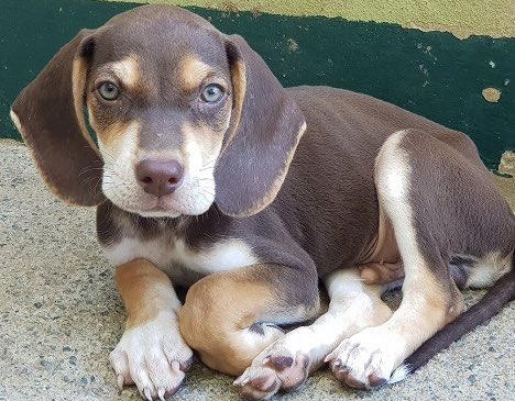 Cyp_Pride_House's tweet photo. VERY HAPPY TO ANNOUNCE THAT THE 2 FEMALE PUPS HAVE NOW SECURED HOMES IN THE UK
MADRE THE MUM AND 5 BOYS NOW NEEDING HOMES SO PLEASE RETWEET #adoptme #DogsOnTwitter #RescueDogs 
All their info is on our website https://t.co/slkC2U41M7 https://t.co/KLKe21yvwc