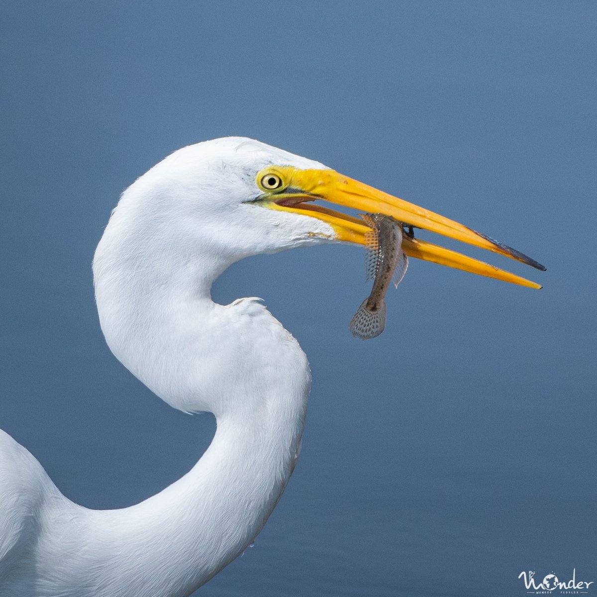 wonderpeddler's tweet photo. A Great Egret enjoying a fishy snack. 

#Birding #Nature #Nikon #EarthCapture https://t.co/0NGLMKBelX
