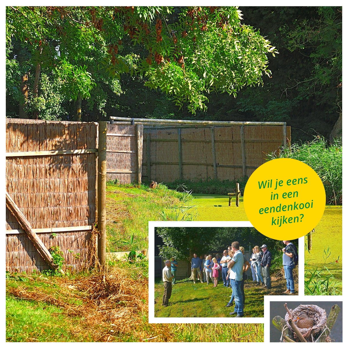 ItFryskeGea's tweet photo. SAVE THE DATE! Zondag 11 september is het OPEN DAG in de eendenkooi van Piaam! Krijg (letterlijk) een uniek kijkje achter de schermen... Bekijk het programma op https://t.co/I97iQdybx4 #itfryskegea #eendenkooi #opendag #uitje #cultuurhistorie #fryskegea #piaam #LeukVoorJongEnOud https://t.co/qq1kK4HwAS