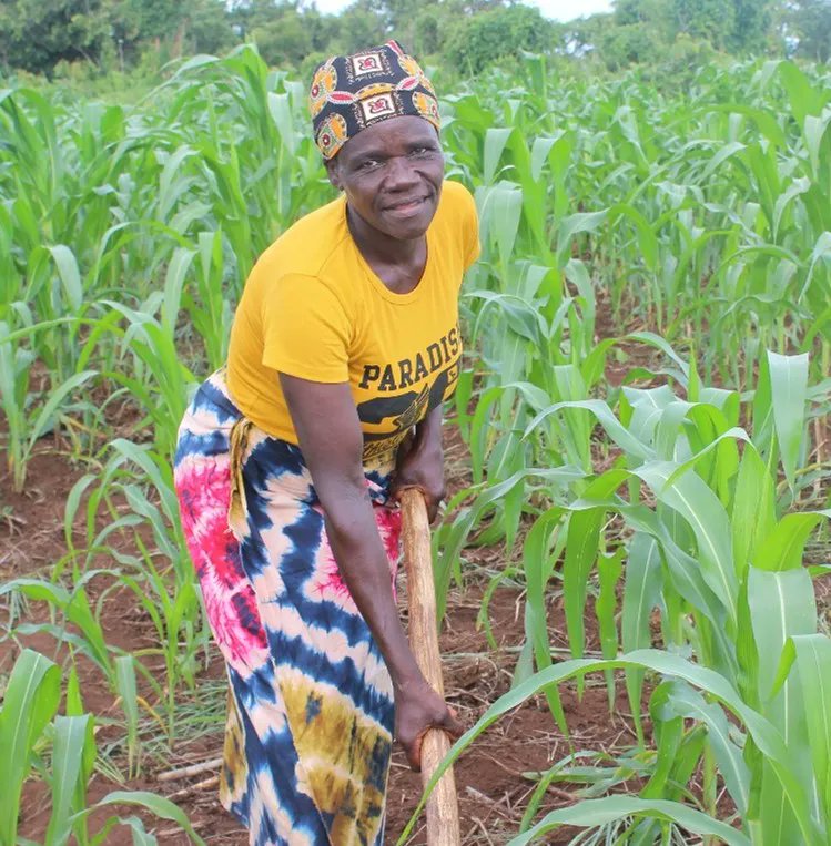 IFDCMozambique's tweet photo. Most #RuralWomen in #Mozambique play a crucial role in growing food crops & generating income for their families, yet the access to productive resources is low. United Purpose, #TEAMSProgram implementing organization has trained them on appropriate technology for better #farming. https://t.co/XiG3h8PomU