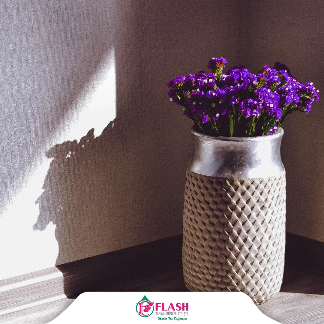 FlashFlower's tweet photo. Günaydın ☀️ İyi haftalar dileriz 💜

#BiÇiçekYeter #Limonium 

#makesthedifference #FarkYaratır #FlashFlower #ÇiçeğinEnGüzelHali https://t.co/0bW5zIYqmk