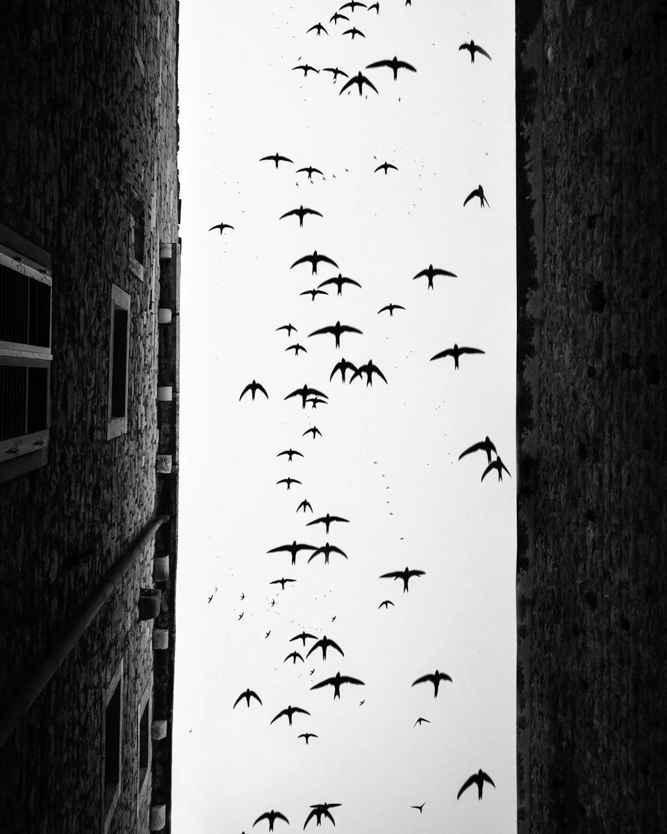 Futura_Noir's tweet photo. The flight ~ 𝘔𝘰𝘪𝘴𝘦𝘴 𝘓𝘦𝘷𝘺 https://t.co/SRlzmXx8Hv