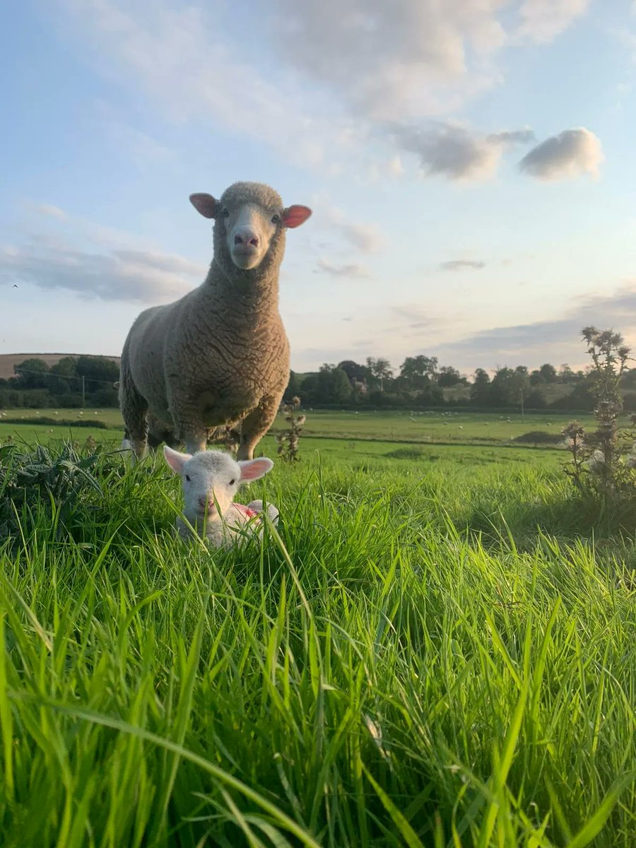 Synergy Farm Health tweet media