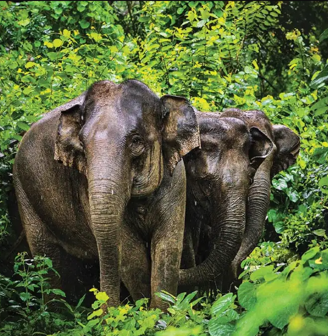 Radhe Krishna Temple Elephant Welfare Trust near Jamnagar looks after over 150 elephants