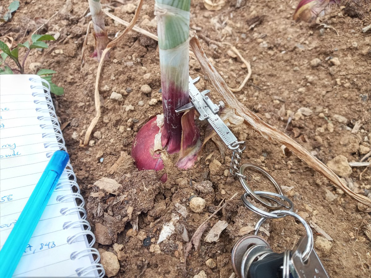 One of my best friends is a scientist.  He made me look for callipers and document my journey growing organic onions. He also compelled me to reduce on lots of talk and prove that large scale organic farming works. I'm writing a book documenting my journey. Wish me luck 😅!