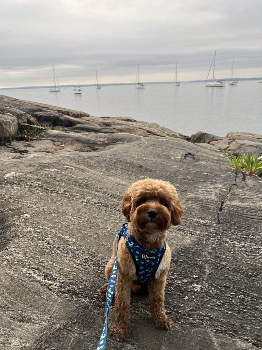 CavapooLuca's tweet photo. Morning Friends 💙 #park #LucaTheCavapoo #dog #morning #dogsoftwitter https://t.co/FgLBK2mrpF