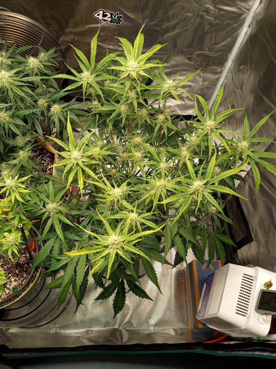 tastyterpenes's tweet photo. 🦍🍪 WEEK 7 🔥🔥💚💚
#GorillaCookieShowdown
#GrowYourOwn
@Fast_Buds 🔥🌱
@MarsHydroLight ⛺💡
#CannabisCommunity 
#StonerFam https://t.co/61AgG72c24