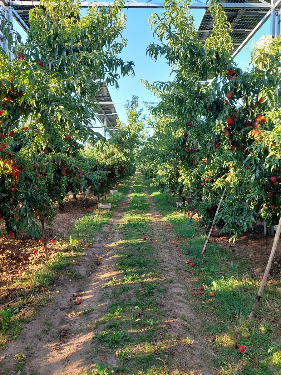 Sun__Agri's tweet photo. [ACTUALITÉ]
Ça bouge du côté de la parcelle agrivoltaïque d'Etoile-sur-Rhône !

Les membres de la SEFRA ont commencé la récolte des premières pêches agrivoltaïques lundi dernier 👀 https://t.co/GRMuaquUIq
