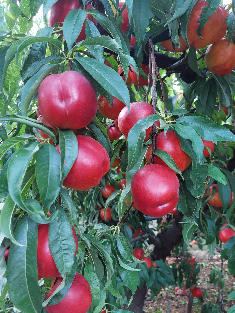 Sun__Agri's tweet photo. [ACTUALITÉ]
Ça bouge du côté de la parcelle agrivoltaïque d'Etoile-sur-Rhône !

Les membres de la SEFRA ont commencé la récolte des premières pêches agrivoltaïques lundi dernier 👀 https://t.co/GRMuaquUIq