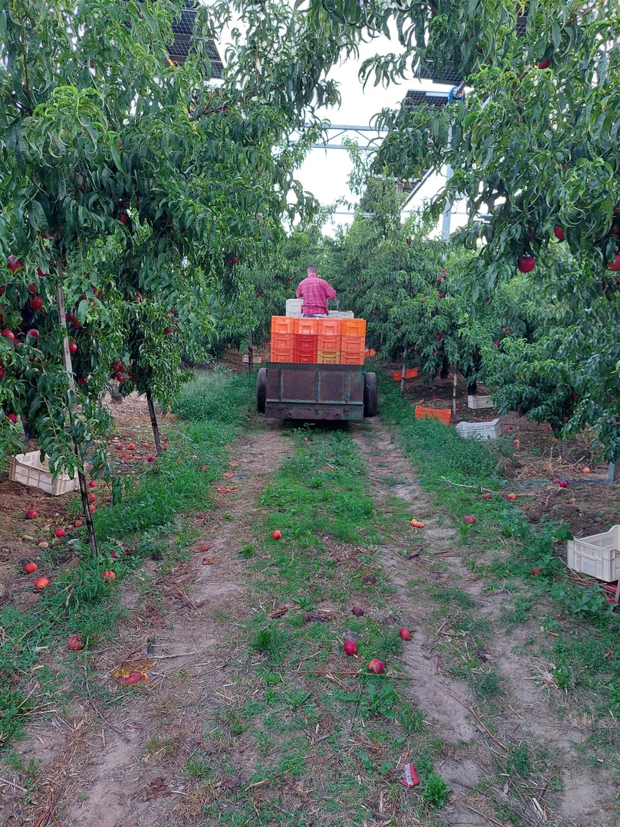Sun__Agri's tweet photo. [ACTUALITÉ]
Ça bouge du côté de la parcelle agrivoltaïque d'Etoile-sur-Rhône !

Les membres de la SEFRA ont commencé la récolte des premières pêches agrivoltaïques lundi dernier 👀 https://t.co/GRMuaquUIq