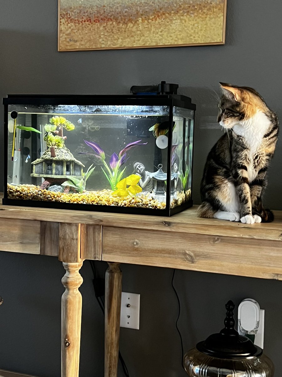 TwylaCat's tweet photo. Hi Mr. Fish! https://t.co/MGbbNEkM3N
