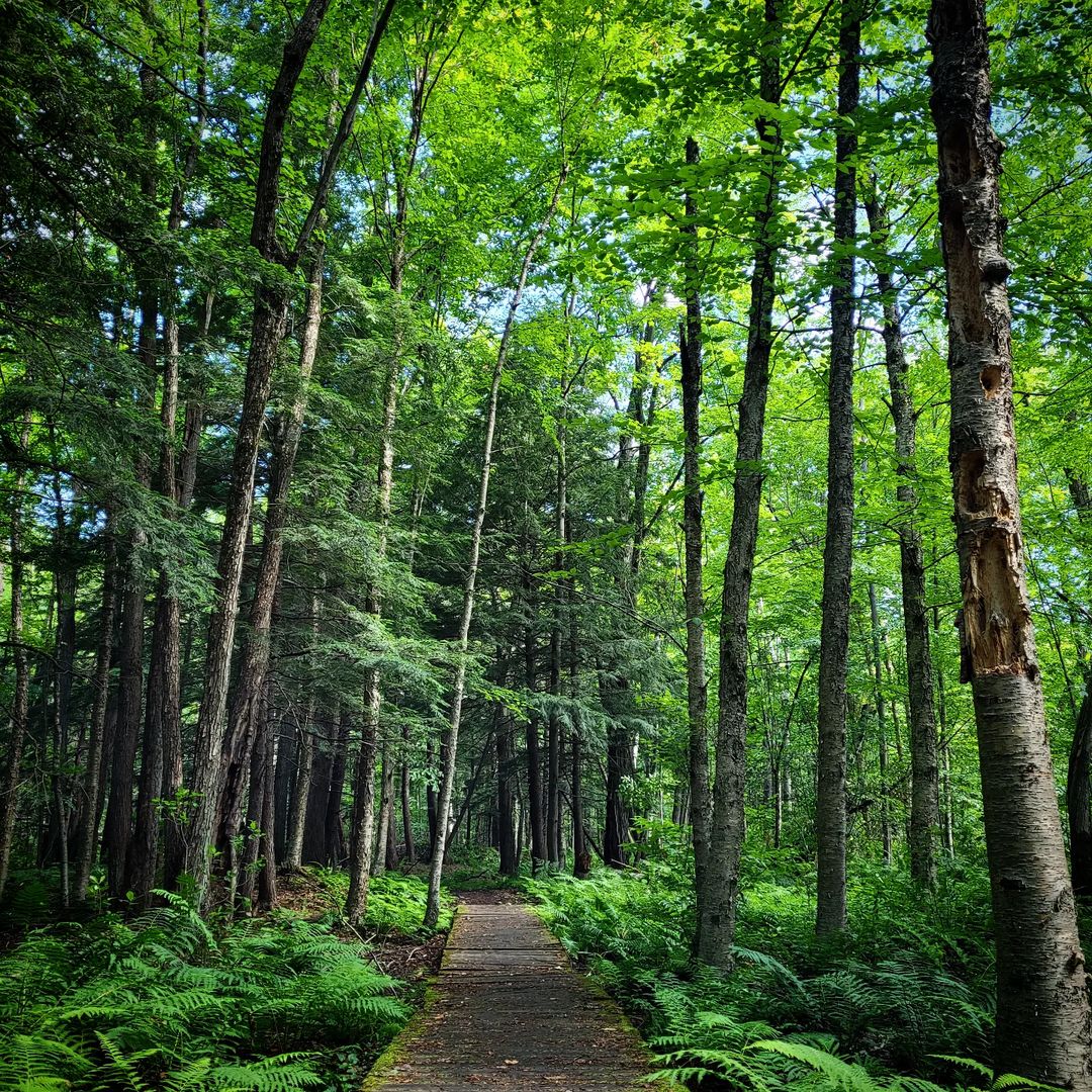 If you’re headed outdoors with your four-legged friend this long weekend, remember to:  

✅ Stay on official trails
🐕‍🦺 Keep dogs on-leash + pick up its 💩
🐇 Give wildlife their space
Now get out there!

Find a trail: ncc-ccn.gc.ca/places/summer-… | #MyOttawa 
📷: sophiellbh / ig