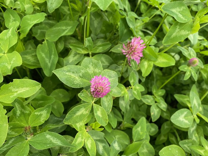 PhD opportunity on ‘Investigating the agronomic suitability of PRG-RC silage swards’ available between <a href="/ucdagfood/">UCD School Ag & Food</a> and <a href="/teagasc/">Teagasc</a>. See details below <a href="/mikeegan88/">mike egan</a> ☘️