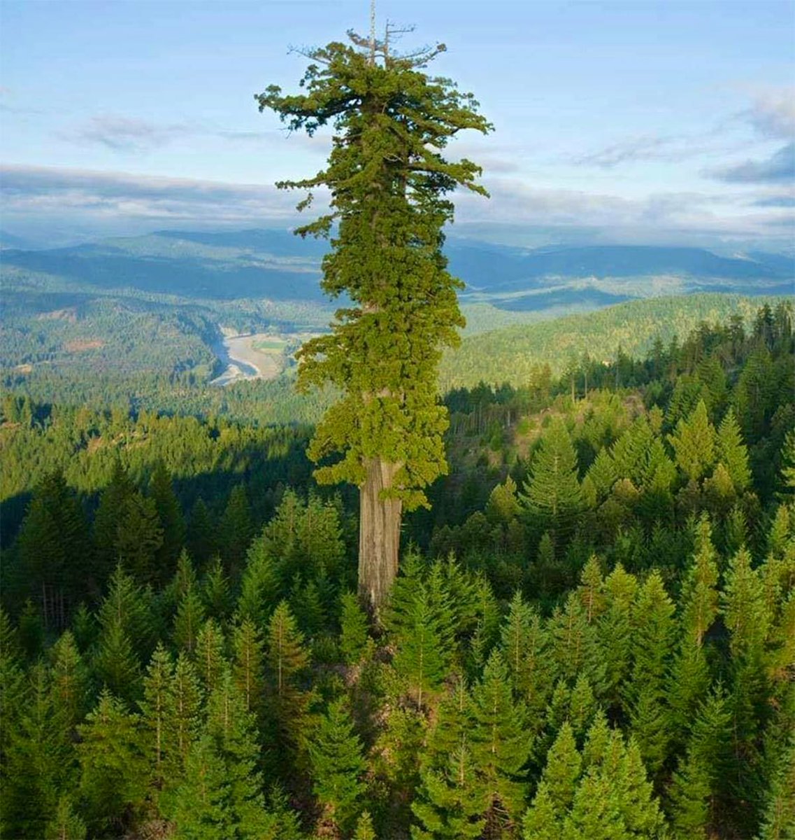 The world's tallest living tree. Hyperion is the name of a coast redwood (Sequoia sempervirens) in California that was measured at 115.92 m (380.3 ft). How did this tree get SO much bigger than all the others?!?! #ngsschat #ngss