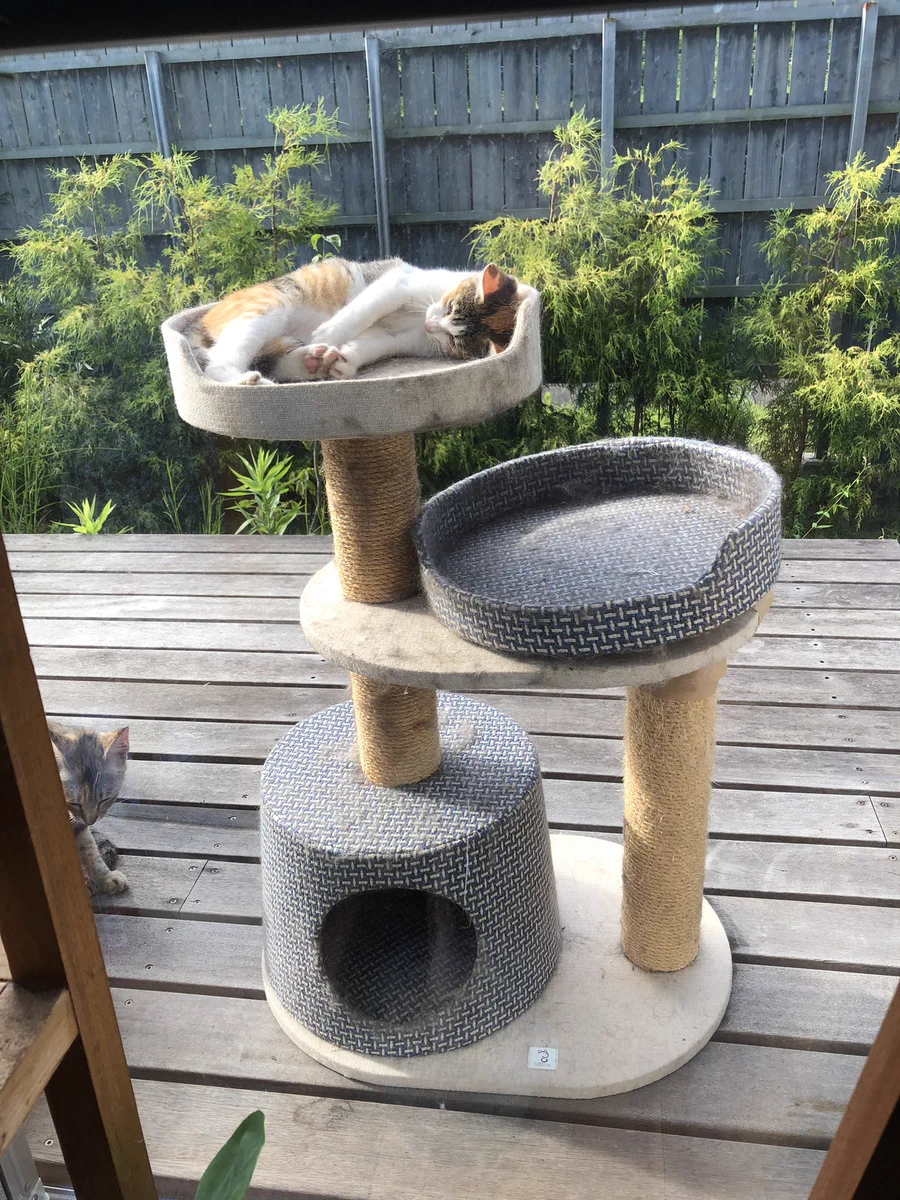 まさかの訪問客に驚きｗｗ壊れたキャットタワーをウッドデッキに置いた結果ｗｗ