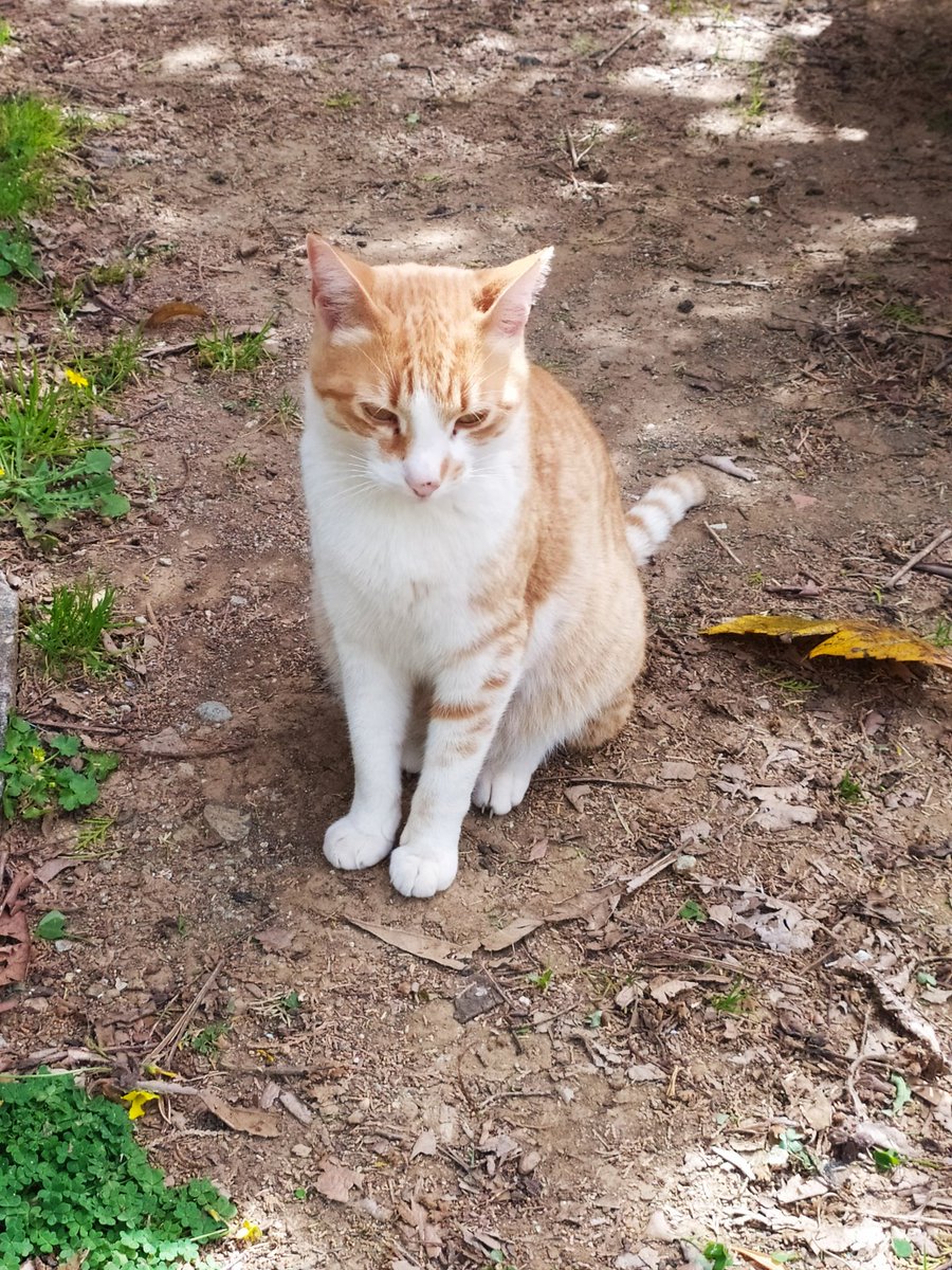 sadeceinsanol13's tweet photo. Evin en uysal,en ağırbaşlı, şeker gibi oğluydu Pamuş oğlum❤️❤️
Ara sıra yaparlardı ama mutlaka 2.günden sonra eve d��nerlerdi hep
Hele bu oğlum evi çok sever.
3 gündür aramadığımız yer kalmadı kızımla
Bugün öldüğünü öğrendik
İçim bin parça kalbim sökülüyor😢😢
Evladım,canparçam😢 https://t.co/Mp4dMUVtct