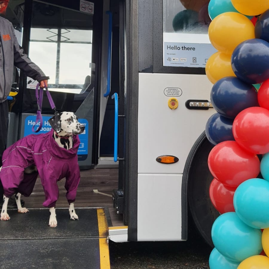 dog gets on board a zero emissions bus for paws at the palace with @LoveMyBus