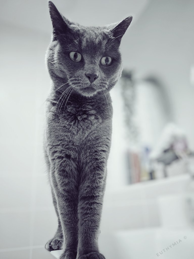 Euthumia's tweet photo. What?
#onlymobile #CatsOfTwitter https://t.co/CWTOdBUe4l