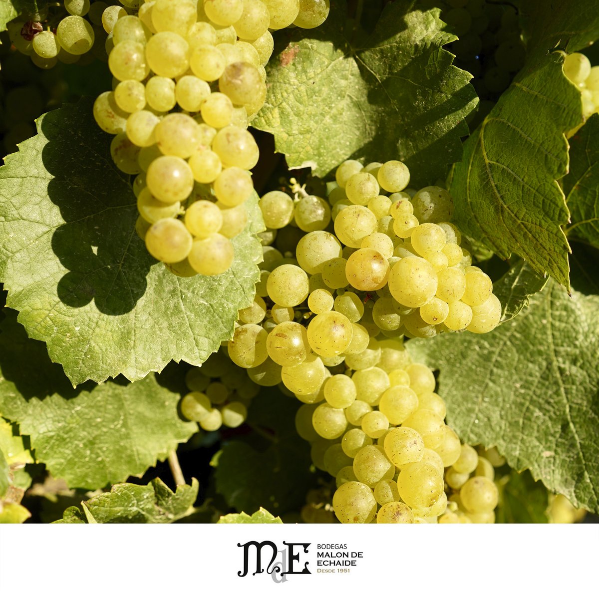 Los colores de la vendimia 😍🍇
¿Crees que será una buena añada?

→ malondeechaide.com

#malondeechaide #vinosdenavarra  #navarrawinelovers #navarra #sottomarino #riberanavarra #navarra #cascante #winelover #winelovers