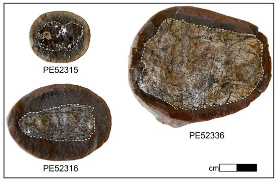 bnschlz's tweet photo. Chemical analyses show these 300 million year old fossil poos were full of animal fat and free from plant material. That's a healthy diet for a large carnivore, and amazing preservation of complex biochemicals. https://t.co/84e14fgR1b https://t.co/fZnf8FOgLs #BedtimeScience https://t.co/qKoll9UOp1