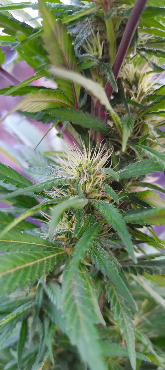 CPTN_Rastafari's tweet photo. Ya pasa el 1.90 en maceta de 50 litros, puesta en junio.
Como es normal en las Greenbud, gran tamaño, menos frondosidad de hoja, centrada en sacar grandes flores en las puntas, tallo y apical y generando una buena cantidad de resina...
#SnowRipper de @GreenbudSeeds https://t.co/ulXkI971Sw