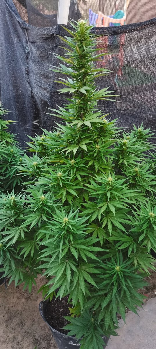 CPTN_Rastafari's tweet photo. Ya pasa el 1.90 en maceta de 50 litros, puesta en junio.
Como es normal en las Greenbud, gran tamaño, menos frondosidad de hoja, centrada en sacar grandes flores en las puntas, tallo y apical y generando una buena cantidad de resina...
#SnowRipper de @GreenbudSeeds https://t.co/ulXkI971Sw