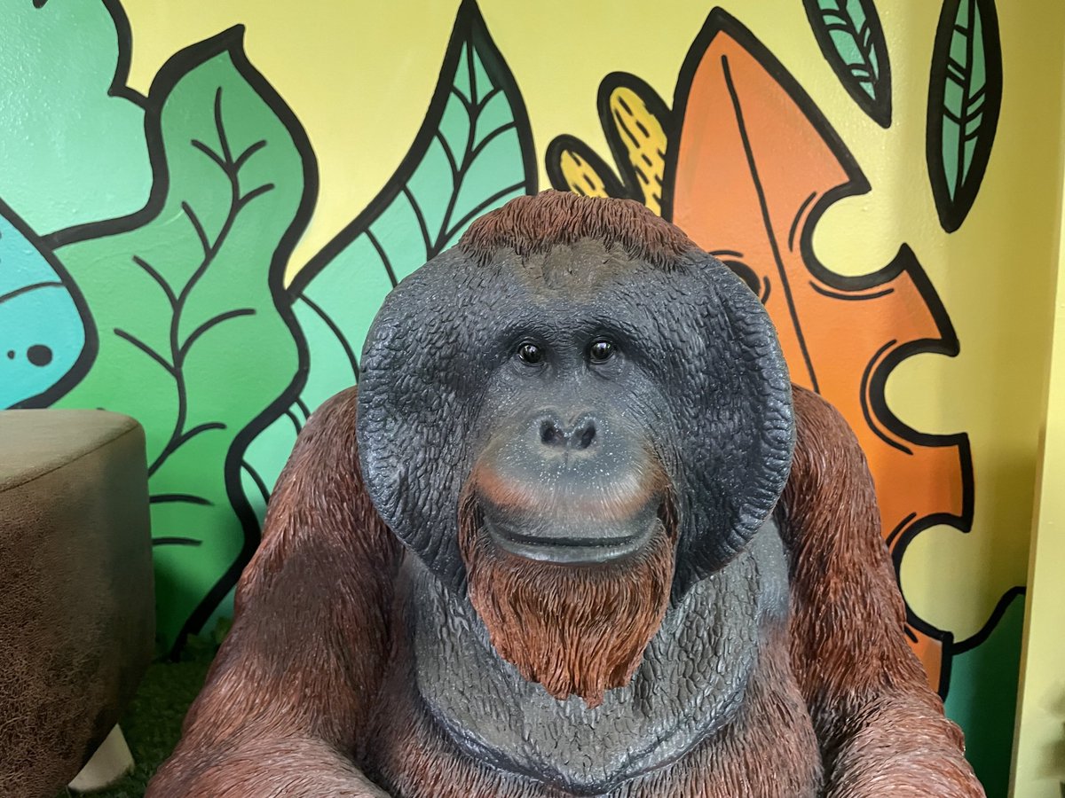 Holy_Trinity_CE's tweet photo. Welcome to the jungle! Something marvellous has happened over the summer break and we can’t wait for children to see! For now, here are a few pictures 🌳🐒🦜 https://t.co/AnDSSGKfx5