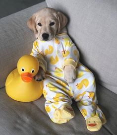 SSeelemeijer's tweet photo. so crazy puppy hahahahha https://t.co/zC9WuSFAot