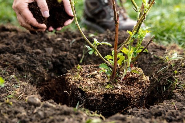 EplingLandscape's tweet photo. What Should I Ask My Landscaper About Fall Landscaping? Summer is winding down, and little by little, the leaves are letting go of their branches.  But that doesn’t mean it’s time to turn away from your landscape. 
https://t.co/qQ6bDRVXMf https://t.co/Nrm2NqLCAl