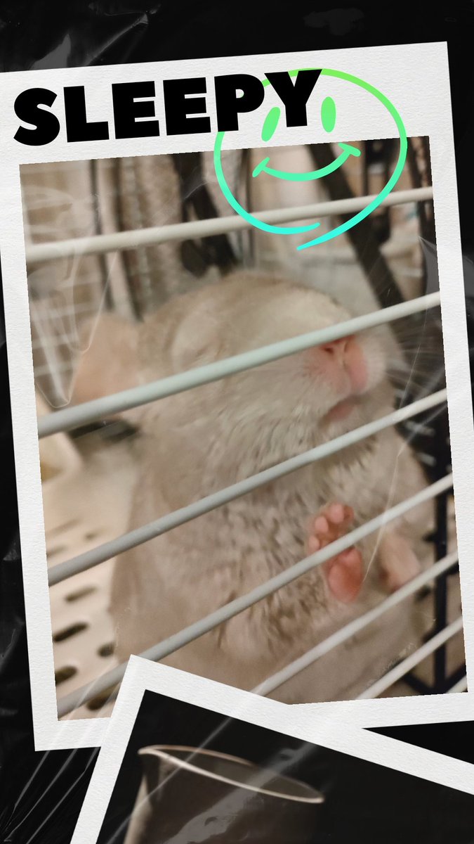Zaki_Zaki_Japan's tweet photo. おやつくれるの待ってたの?
#チンチラ #動物 #寝顔
#chinchilla #animal #sleepingface https://t.co/l1uBwfCe6U