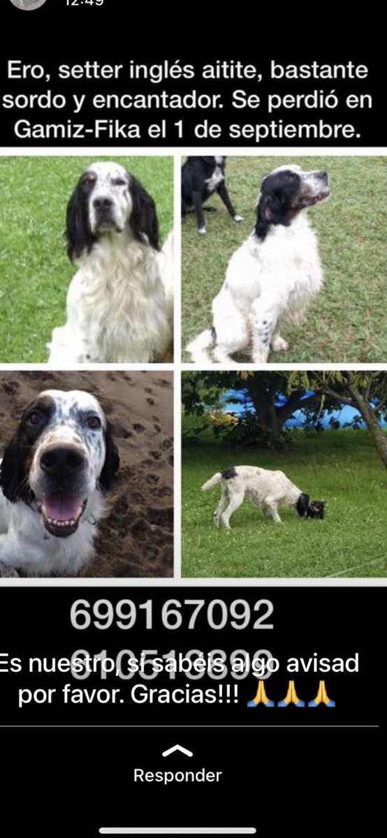 joanzarr's tweet photo. El gato ha aparecido,el perro sigue desaparecido.

Ayuda #perdido  #bizkaia #Gamiz #Fika #perro #setter blanco y negro.
Última localización Barrio Ergoien (Gamiz-Fika)
@AscaanAsoc
@asaam_bizkaia
@Ascaan_ 
@PeludosPerdidos 
@Ayudandopeludos 
@FamproaPerritos 
@Sebuscaenespana https://t.co/tNjV0Ht9KO